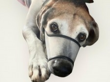 KIT Completo de Focinheira para Cães - ESPECIAL PARA HOSPITAIS E CLÍNICAS VETERINÁRIAS 